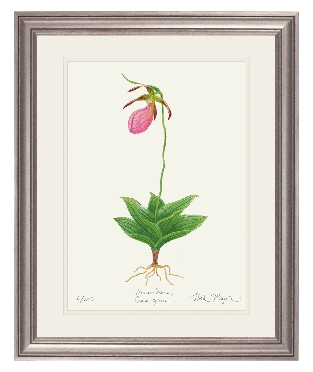 Pink Lady's Slipper Wildflower Print