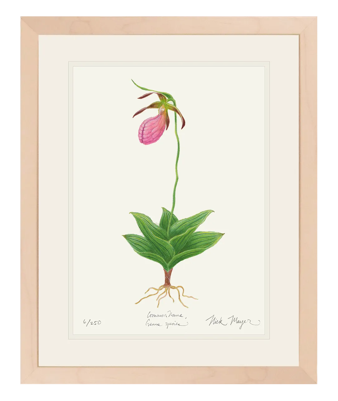 Pink Lady's Slipper Wildflower Print