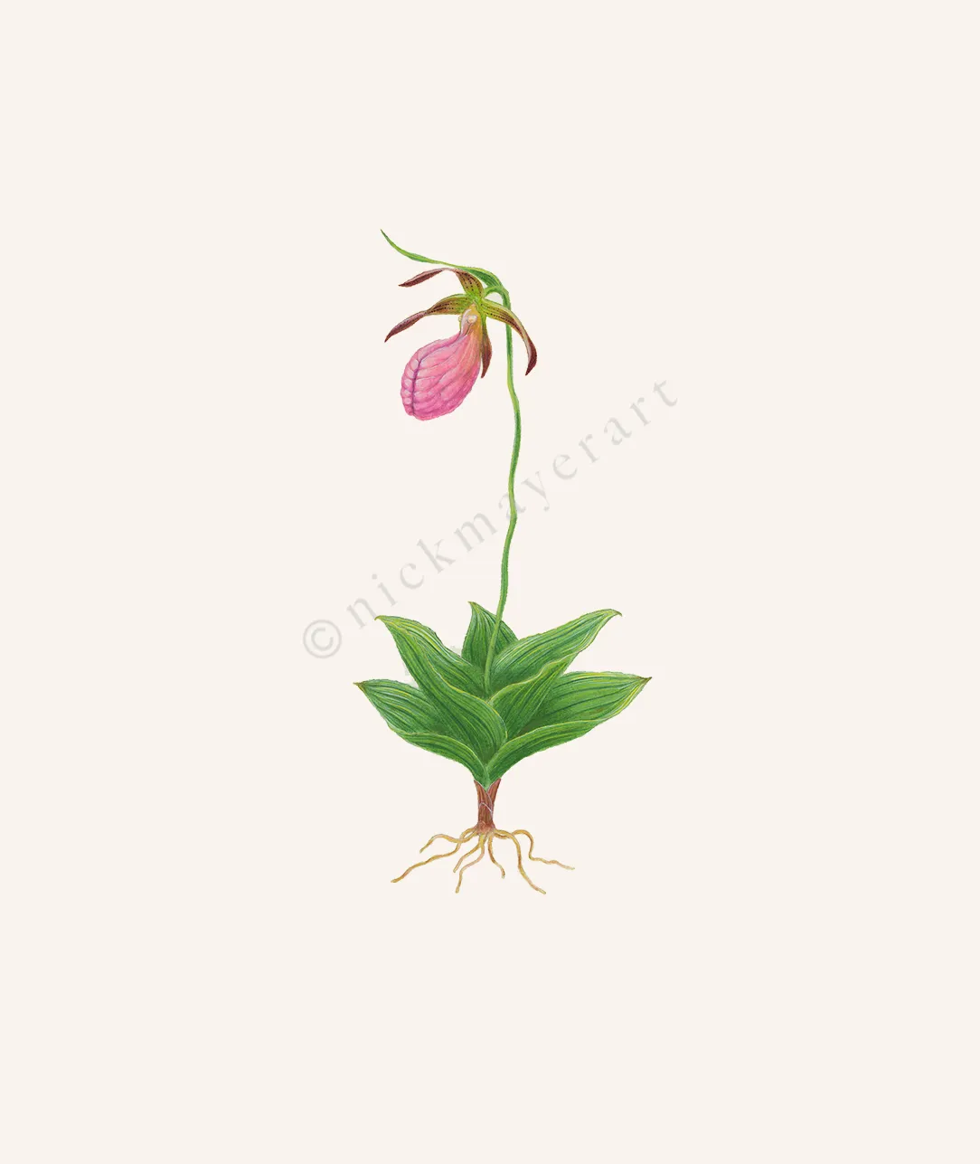 Pink Lady's Slipper Wildflower Print