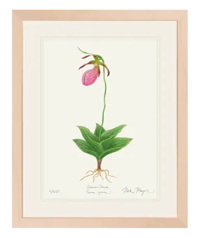 Pink Lady's Slipper Wildflower Print