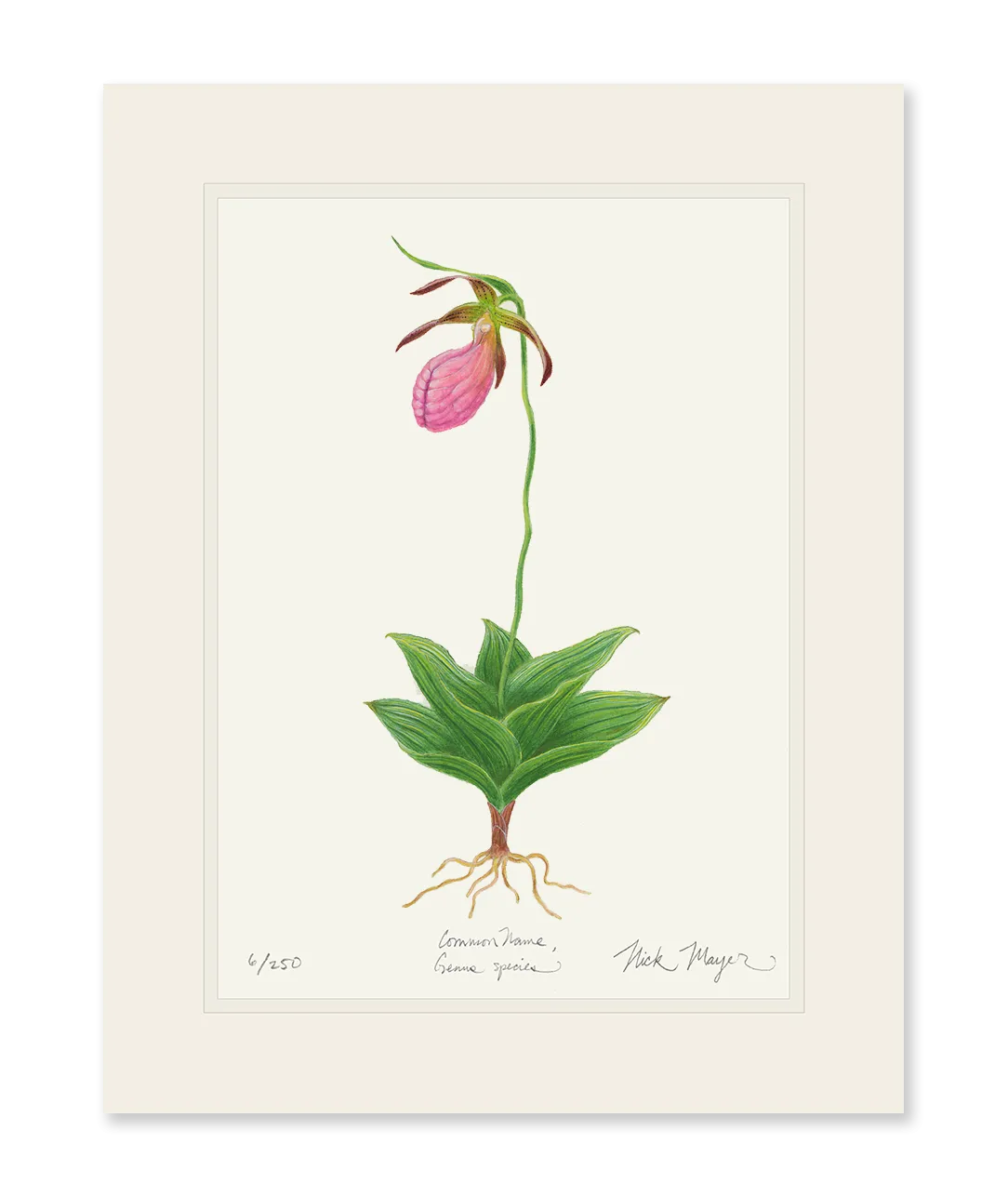 Pink Lady's Slipper Wildflower Print