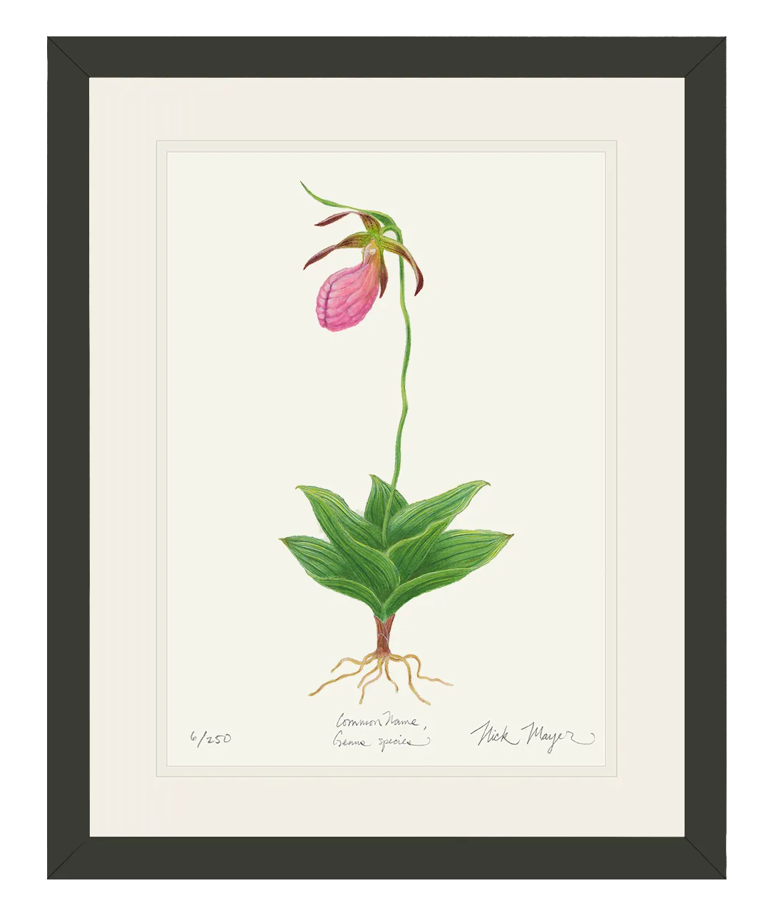 Pink Lady's Slipper Wildflower Print